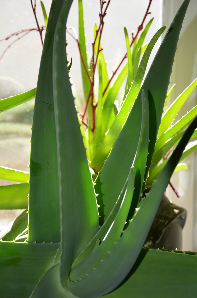 Aloe vera- heuliad